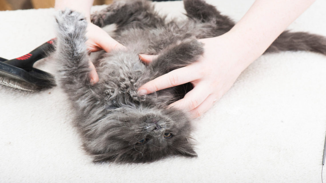 Que faire en cas de perte de poils énormes chez le chat Maine Coon ?