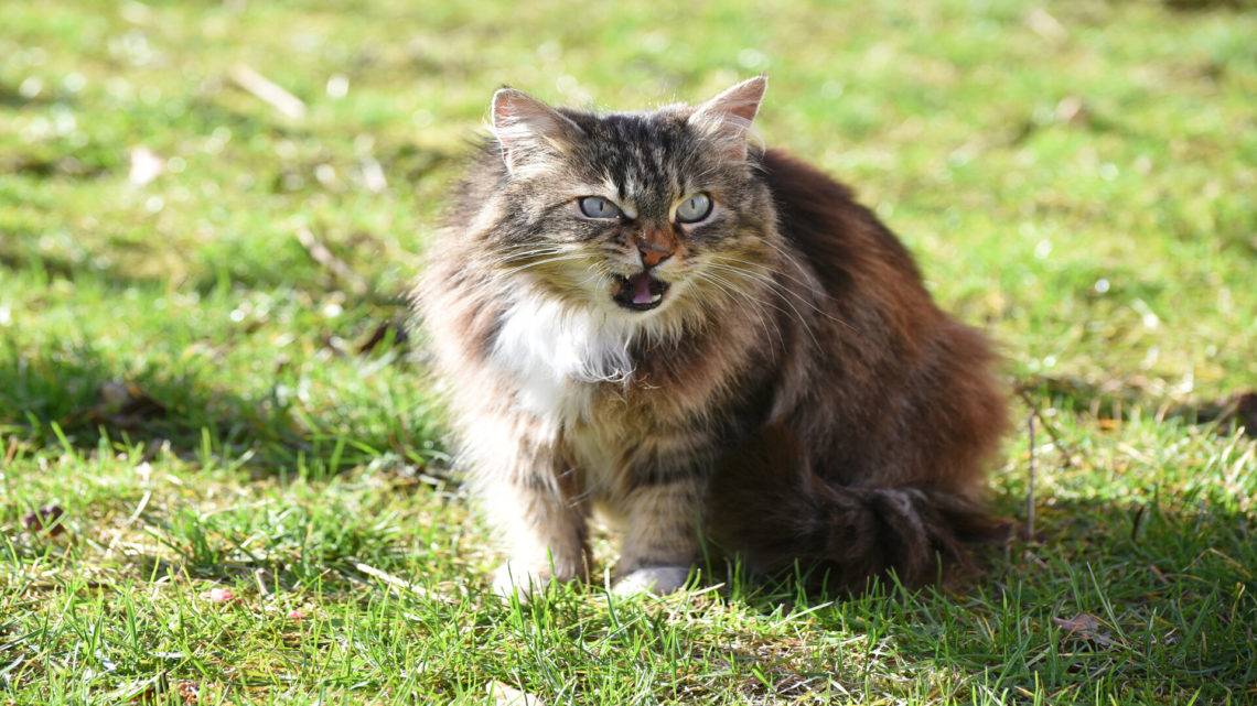 Les étapes de la saillie Maine Coon et précautions avant l’accouplement