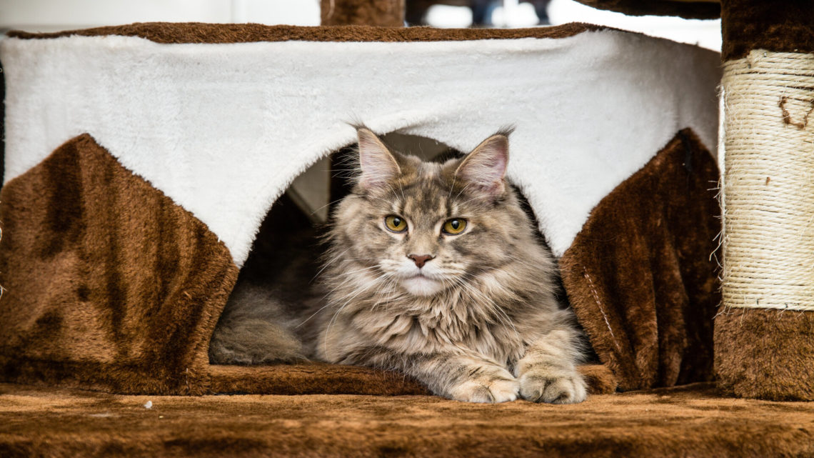 Première portée du Maine Coon : conseils pour une première gestation