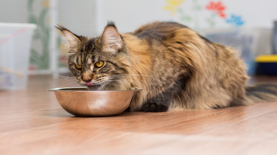 Donner une viande crue pour Maine Coon : conseils pour bien le nourrir