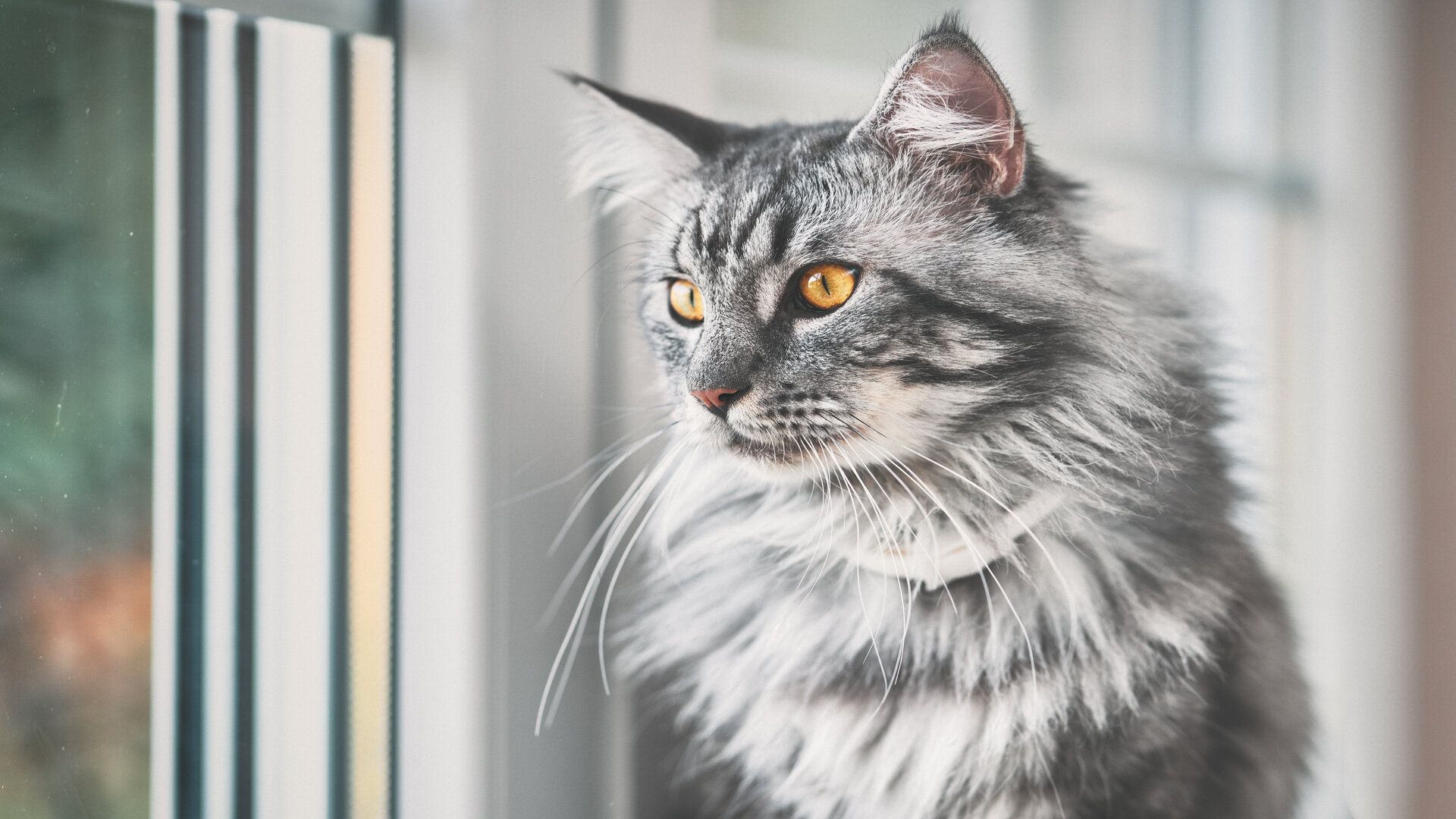(c) Chat-maine-coon.com