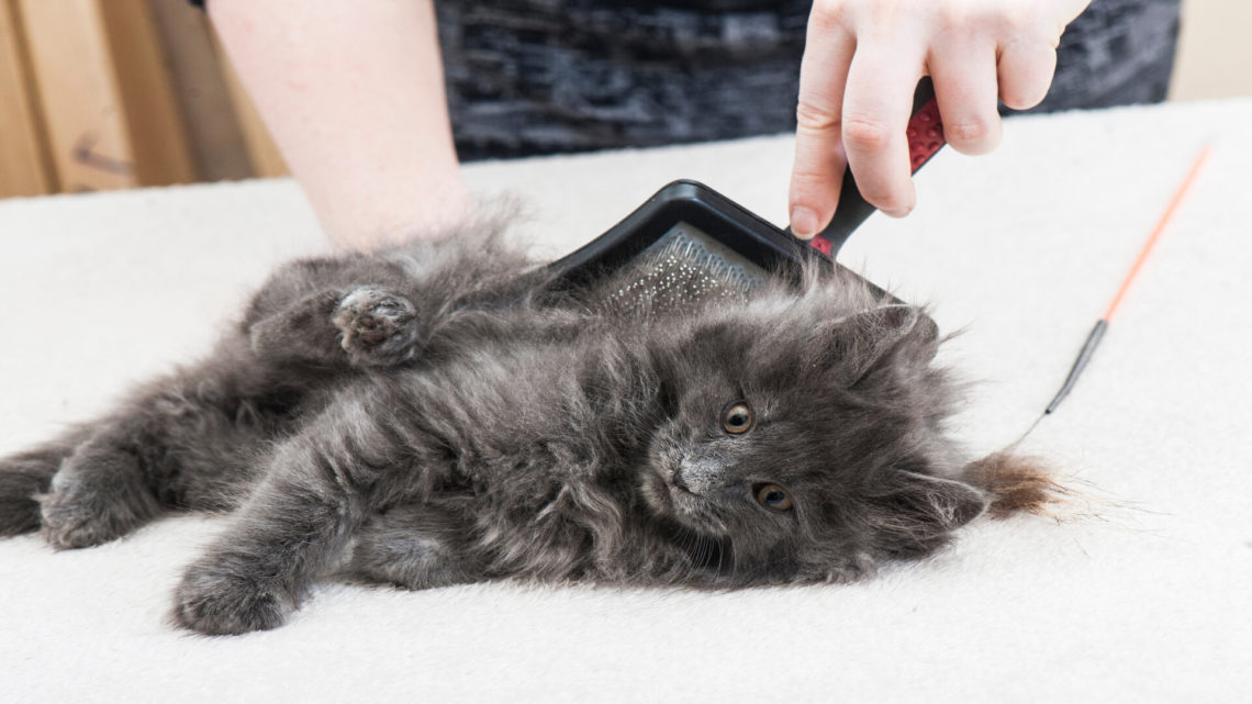 Réaliser soi-même le toilettage du Maine Coon : le guide pas à pas