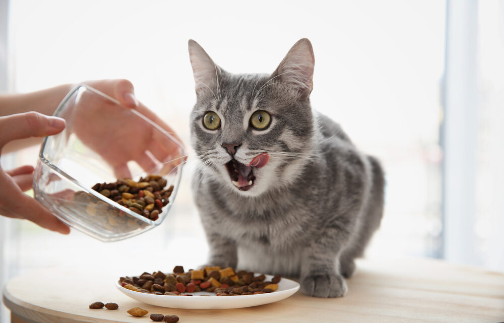 La bonne alimentation pour son chat main coon