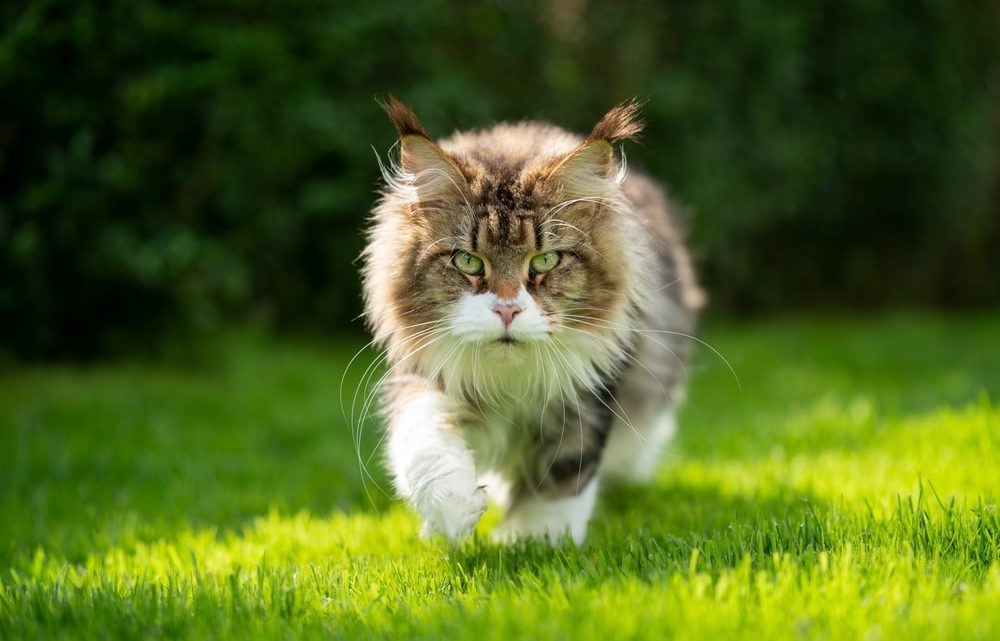 Capturer la majesté du maine coon: conseils et erreurs à éviter pour les photographes